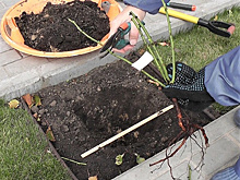 Почему сажать розы лучше осенью и как правильно это делать