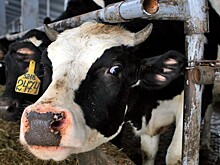 Саратовские ветеринары в ожидании ящура