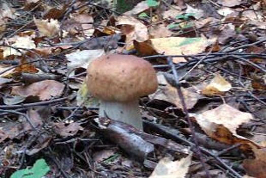 В Нижегородской области нашли грибы с повышенным содержанием ртути