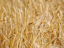 В России из-за луп сгорела пшеница на площади в 322 футбольных поля