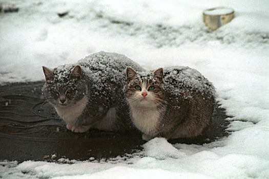 Депутат Бурматов: Кошек и собак внесут в закон о маркировке животных