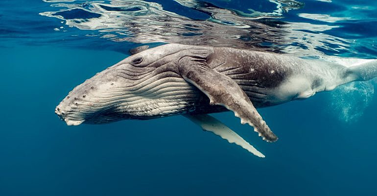 Могут ли киты утонуть