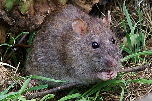 Двухлетний малыш съел полбрикета крысиного яда в Петербурге