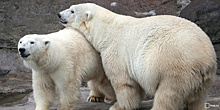 Ученик школы №1208 провел экологическое исследование о полярных медведях