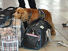 Собаки научились по запаху находить доллары на таможне