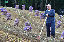 В Белоруссии рекордно подорожал картофель