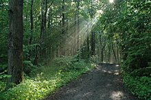 Прогулочный маршрут в 10 километров появится в Битцевском лесу