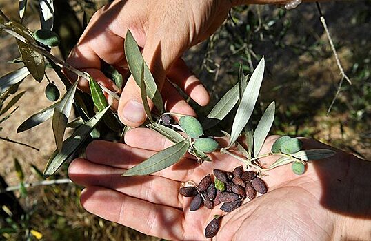 Испания и Италия предупредили об угрозе урожаю оливок