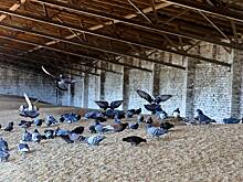 Медведчук: лицемерие МВФ подтверждает, что экономику Украины разрушили в угоду Западу