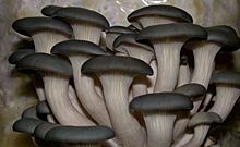 Из юристов в грибоводы для производства 120 кг грибов ежедневно