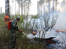На охрану лесов от пожаров выделили более 14 миллиардов рублей
