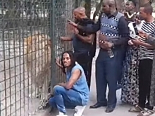 В Танзании поздравили с днем рождения льва Симбу, спасенного челябинскими ветврачами