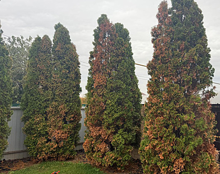 Выселковцы бьют тревогу: многие садоводы лишились роскошных туй, в парке под корень срубили 104 ясеня