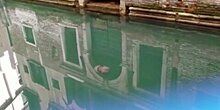 Медузу заметили в каналах Венеции