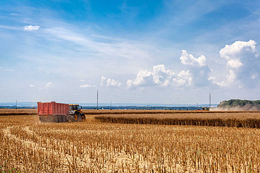 КНР намерена производить зерно в объеме 700 млрд кг к 2025 году