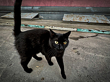 «Лишают воли человека»: о вреде суеверий рассказали священники Новосибирска