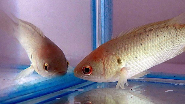 Не ешь: российские биологи нашли у рыбы способность реагировать на пластик