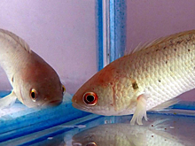 Не ешь: российские биологи нашли у рыбы способность реагировать на пластик