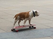 Мопс из Челябинска стал звездой интернета