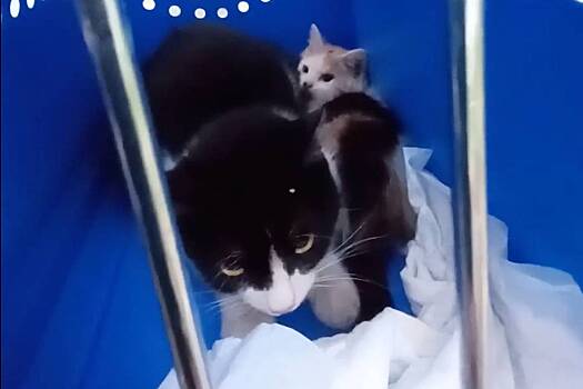 Тверские волонтеры спасли из-под земли кошку и двух котят