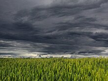 Томская область развивает систему агрометеонаблюдения