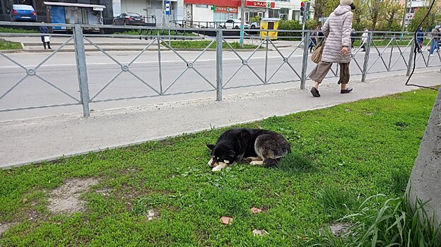 Решать судьбу бродячих собак будут главы регионов