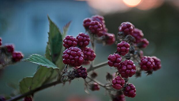 Ежевика даст урожай на побегах второго года: простой способ