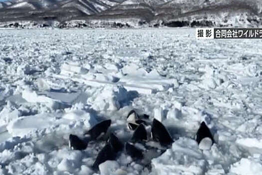 В Японии заявили о контактах с Россией по застрявшим во льдах косаткам
