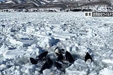 Примгидромет: у Хоккайдо, где нашли косаток, зафиксирован сплошной тяжелый лед