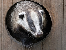 Новосибирские животные вышли из спячки