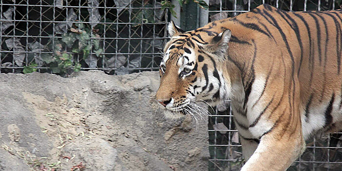 Нацпарк показал бэкстейдж со съемок самого знаменитого амурского тигра