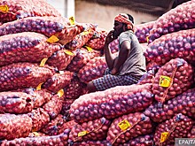 Как возник всемирный луковый кризис