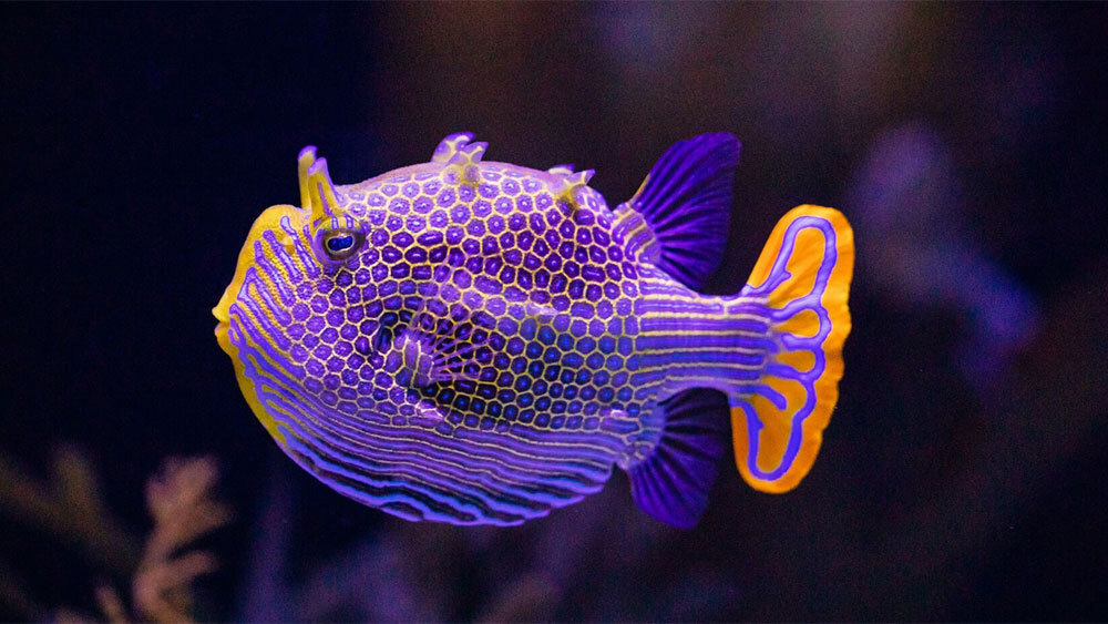 Причудливый узор расписной рыбы смоделировали уравнениями Тьюринга