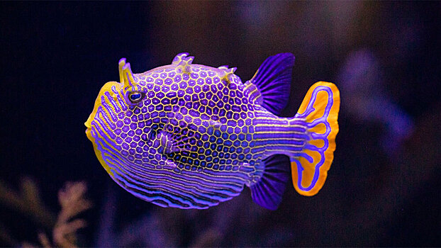 Причудливый узор расписной рыбы смоделировали уравнениями Тьюринга