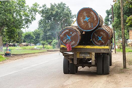 Власти Конго запретят экспорт древесины ради сохранения тропических лесов: Новости ➕1, 29.10.2021