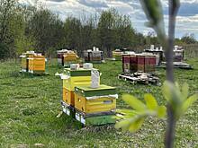 Костромичи спят на пчелах для успокоения нервов