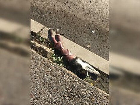 В Башкирии живодеры жестоко убили кошку