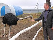 Самарские фермеры планируют развивать агротуризм