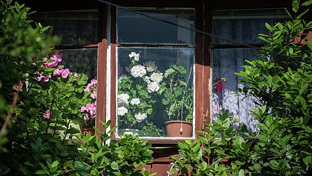 Три распространенные ошибки в уходе за домашними растениями