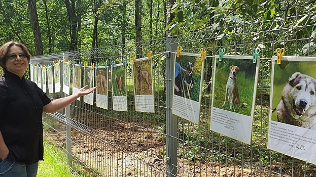 Фотовыставка собак из приюта прошла в домодедовском парке «Взлет»