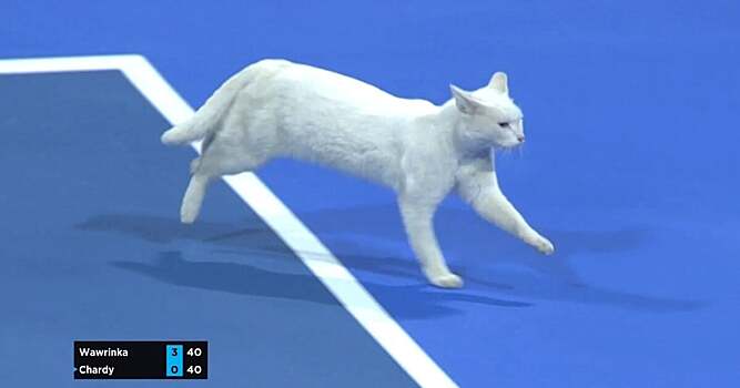 В матче Вавринки против Шарди на корт выбежала кошка