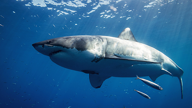 Ученые нашли применение коже акулы в медицине