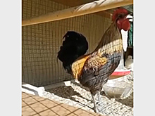 Максим Фадеев сравнил пение поп-звезд с криками петуха