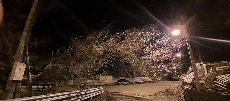 Сильный ветер повалил деревья в городах Ставрополья