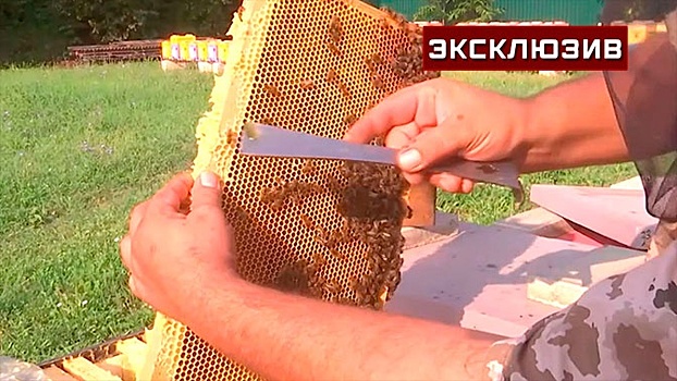 Пчеловод Марченко рассказал, как выбрать натуральный мед и где его лучше покупать