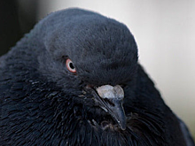 Жительница Глазго пыталась оживить голубя, сделав ему искусственное дыхание