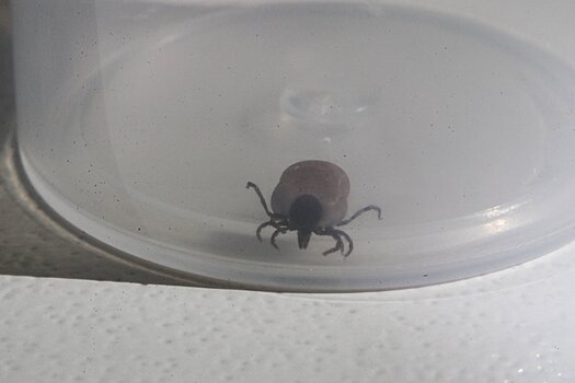 Ветеринары предупредили о начале активности клещей в Подмосковье