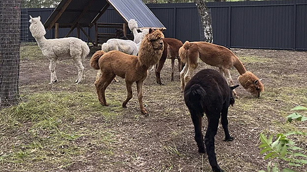 Открытие парка с альпаками в Тюмени перенесут на 16 августа