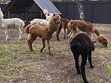 Открытие парка с альпаками в Тюмени перенесут на 16 августа