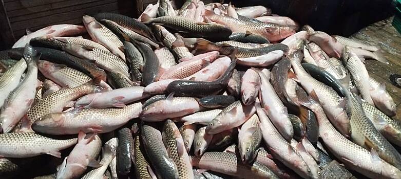 В Азовском море могут увеличить зон вылова пеленгаса